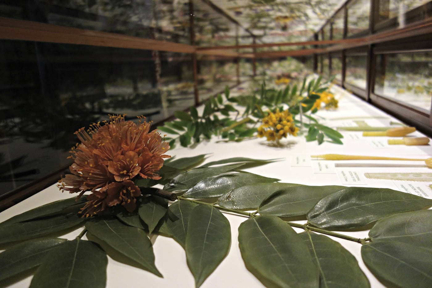 Installation view of the Glass Flowers Gallery at the Harvard Museum of Natural History