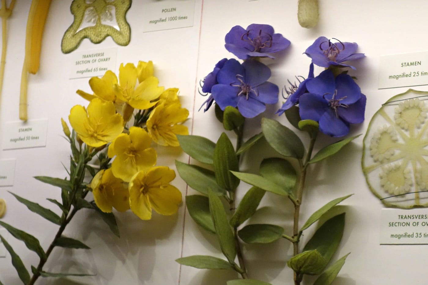 Installation view of the Glass Flowers Gallery at the Harvard Museum of Natural History