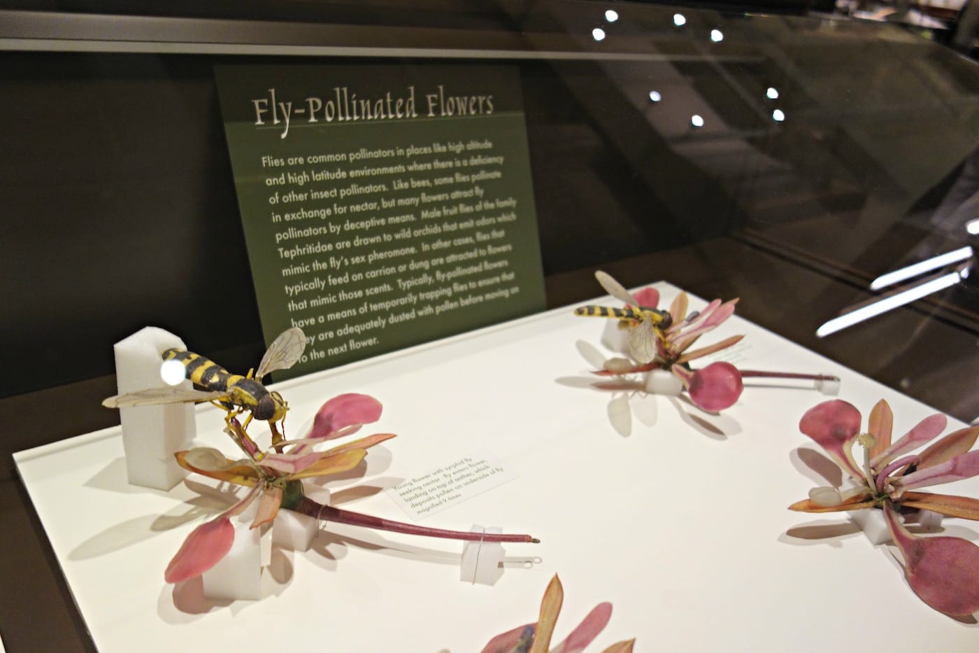 Installation view of the Glass Flowers Gallery at the Harvard Museum of Natural History