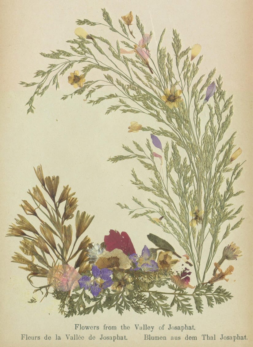 Specimens from 'Flowers of the Holy Land' (courtesy Thomas Fisher Rare Book Library, University of Toronto)