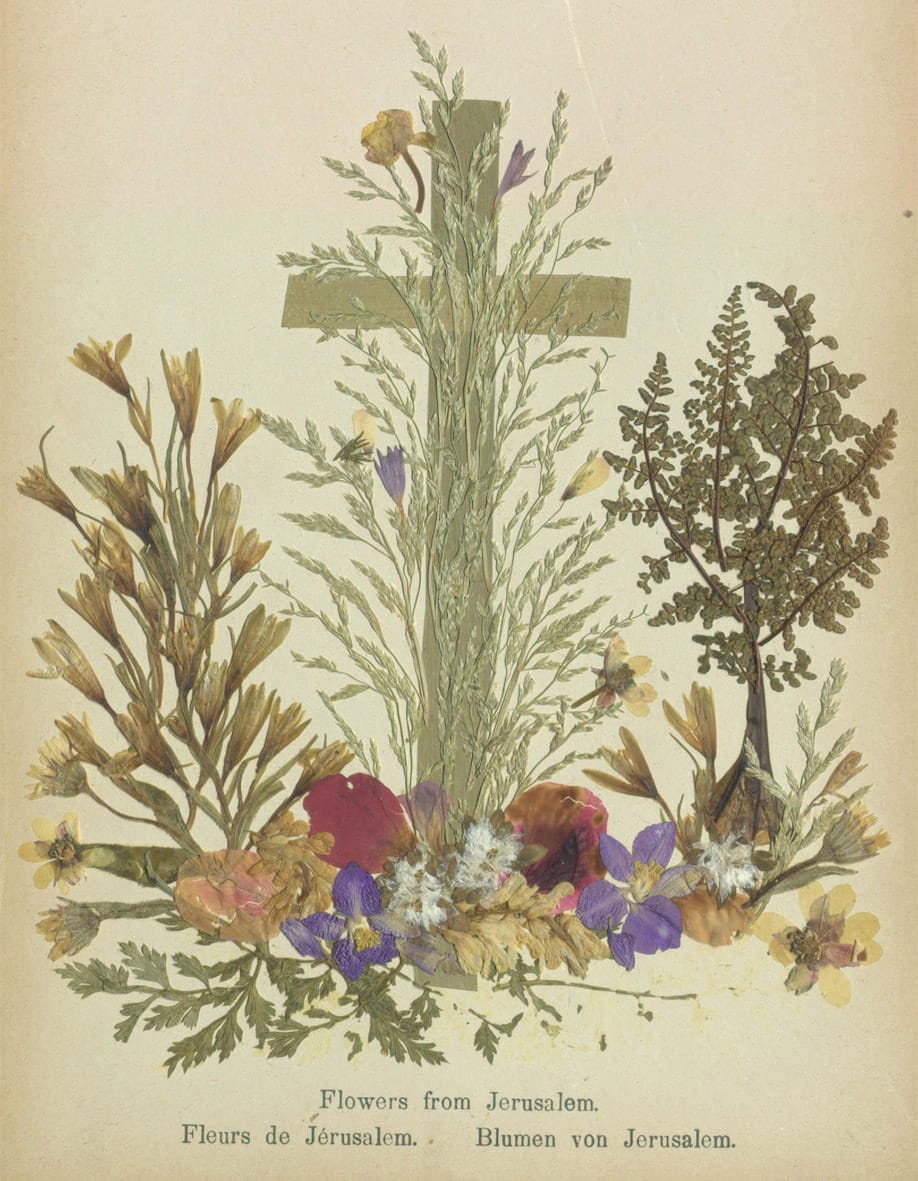 Specimens from 'Flowers of the Holy Land' (courtesy Thomas Fisher Rare Book Library, University of Toronto)