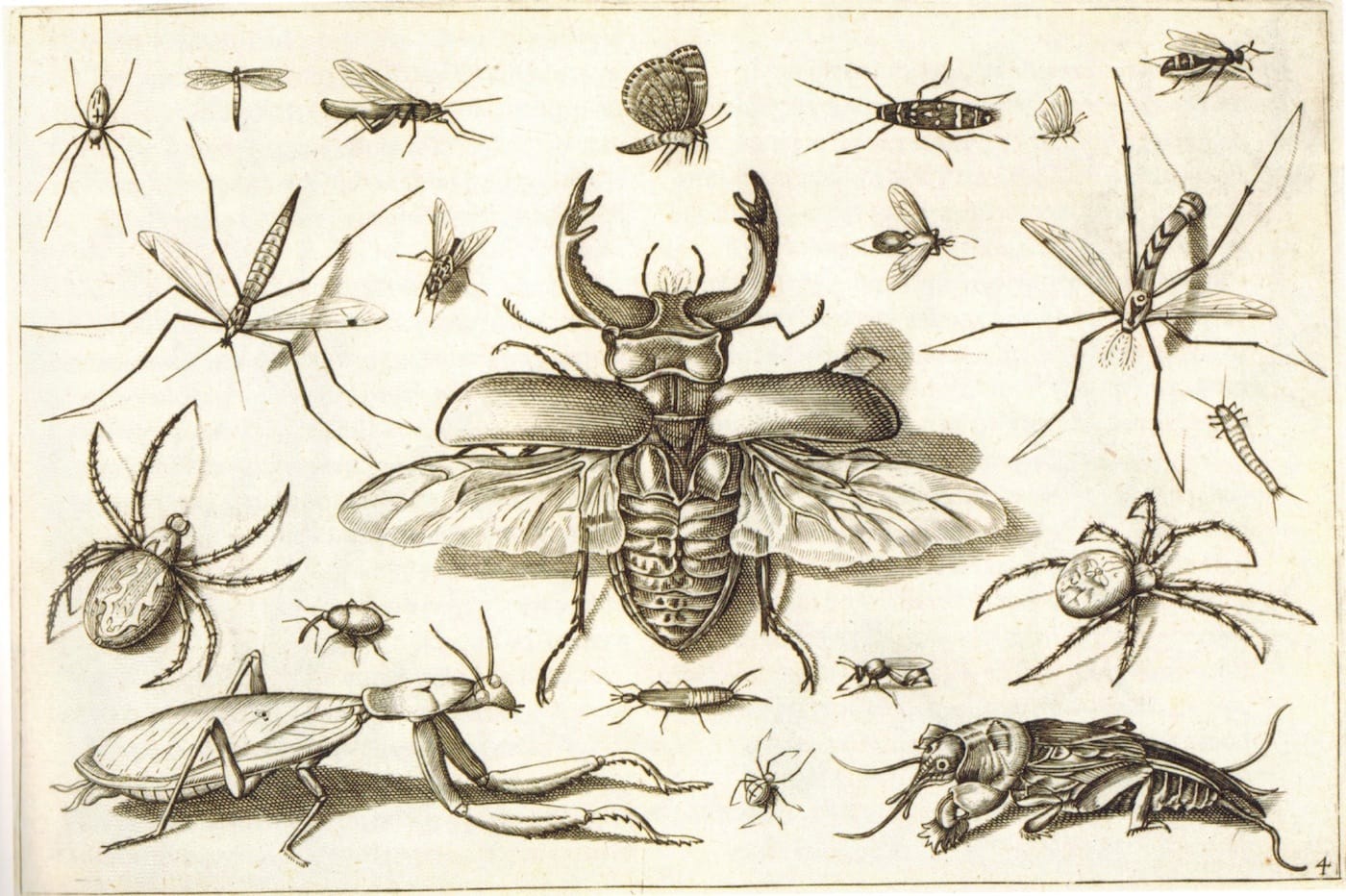 Systema Naturae (via facebook)