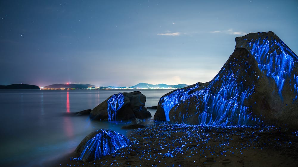 "Photographed off the coast of Okayama, Japan, The Weeping Stones is a photo series by the creative duo Trevor Williams and Jonathan Galione of Tdub Photo that captures the eerie blue light emitted by a native species of bioluminescent shrimp." (via Colossal)