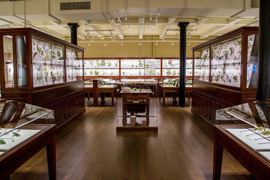 The Glass Flowers gallery at the Harvard Museum of Natural History (courtesy Harvard University)