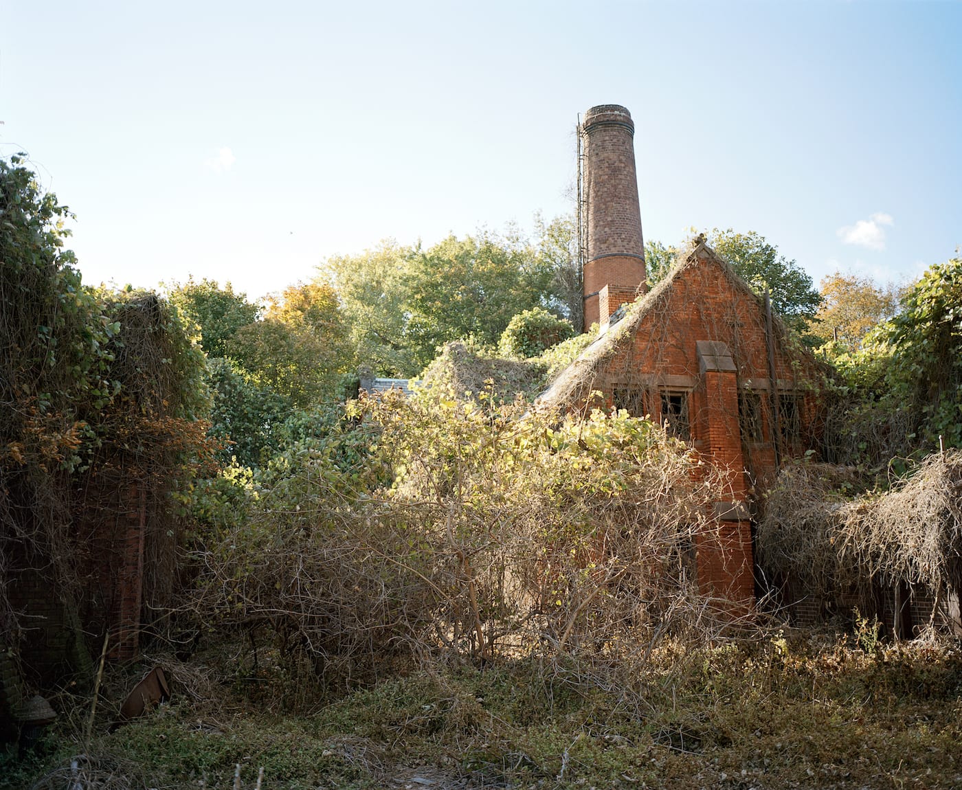 Joel Meyerowitz, "North Brother Island" (2006), C-print (courtesy of the Howard Greenberg Gallery)