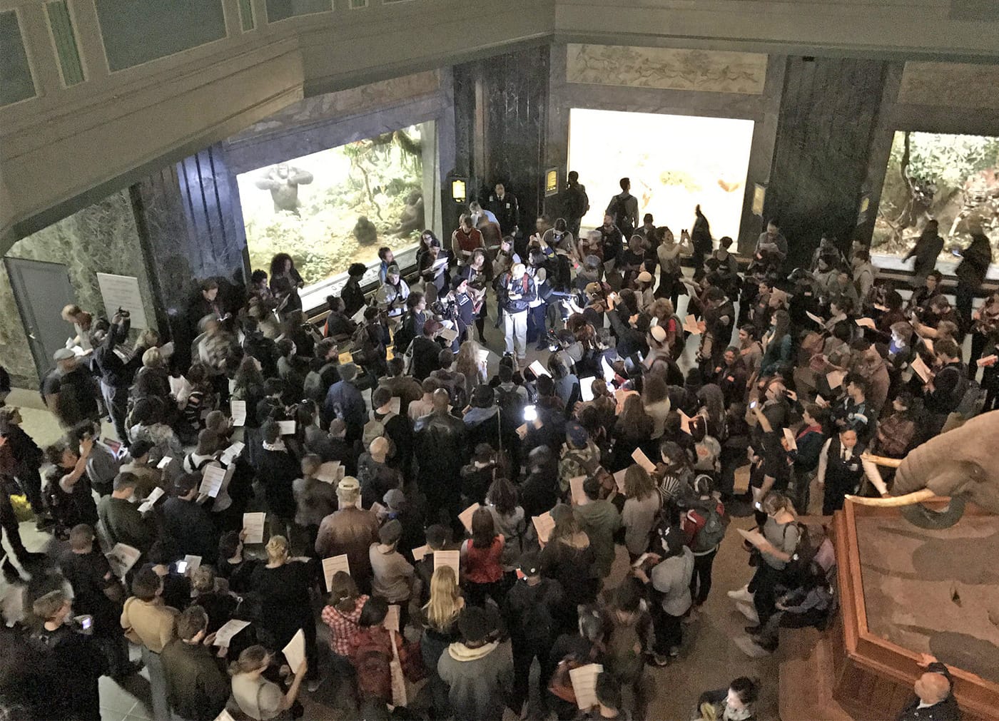 The Decolonize This Place tour inside the Akeley Hall of African Mammals