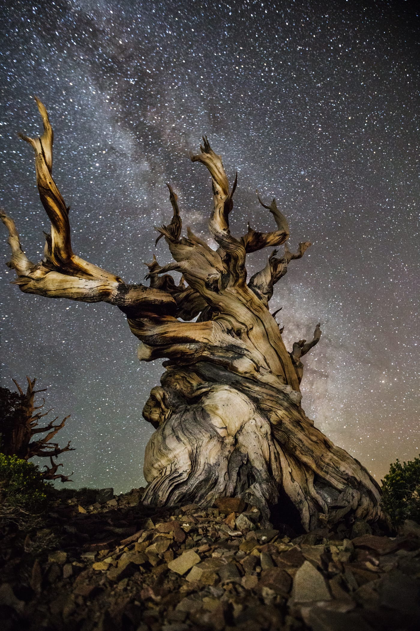 Ancient Skies, Ancient Trees