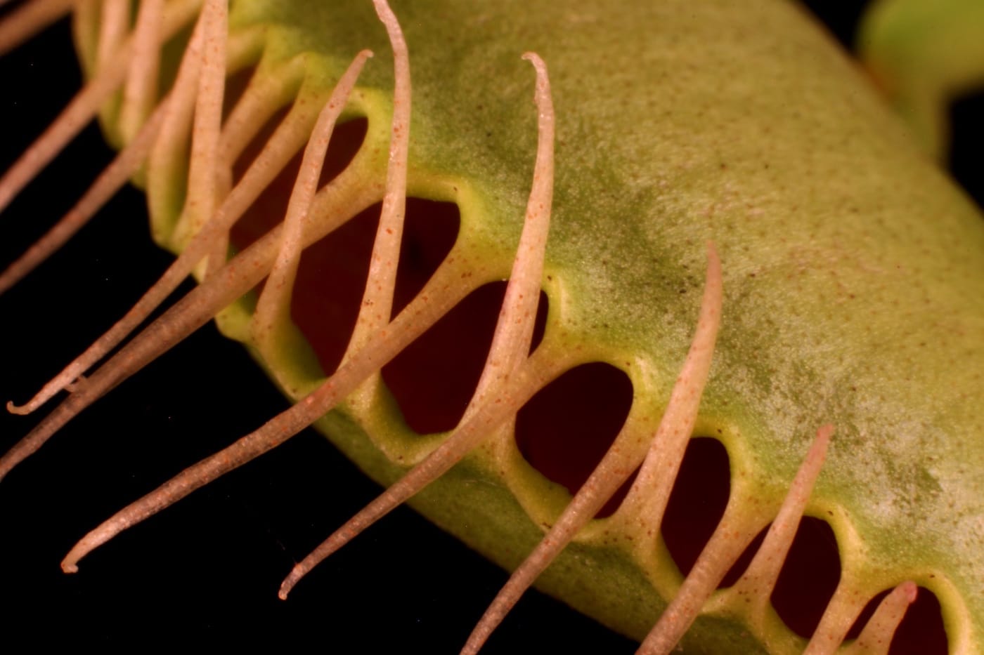 The Sinister Beauty of Carnivorous Plants