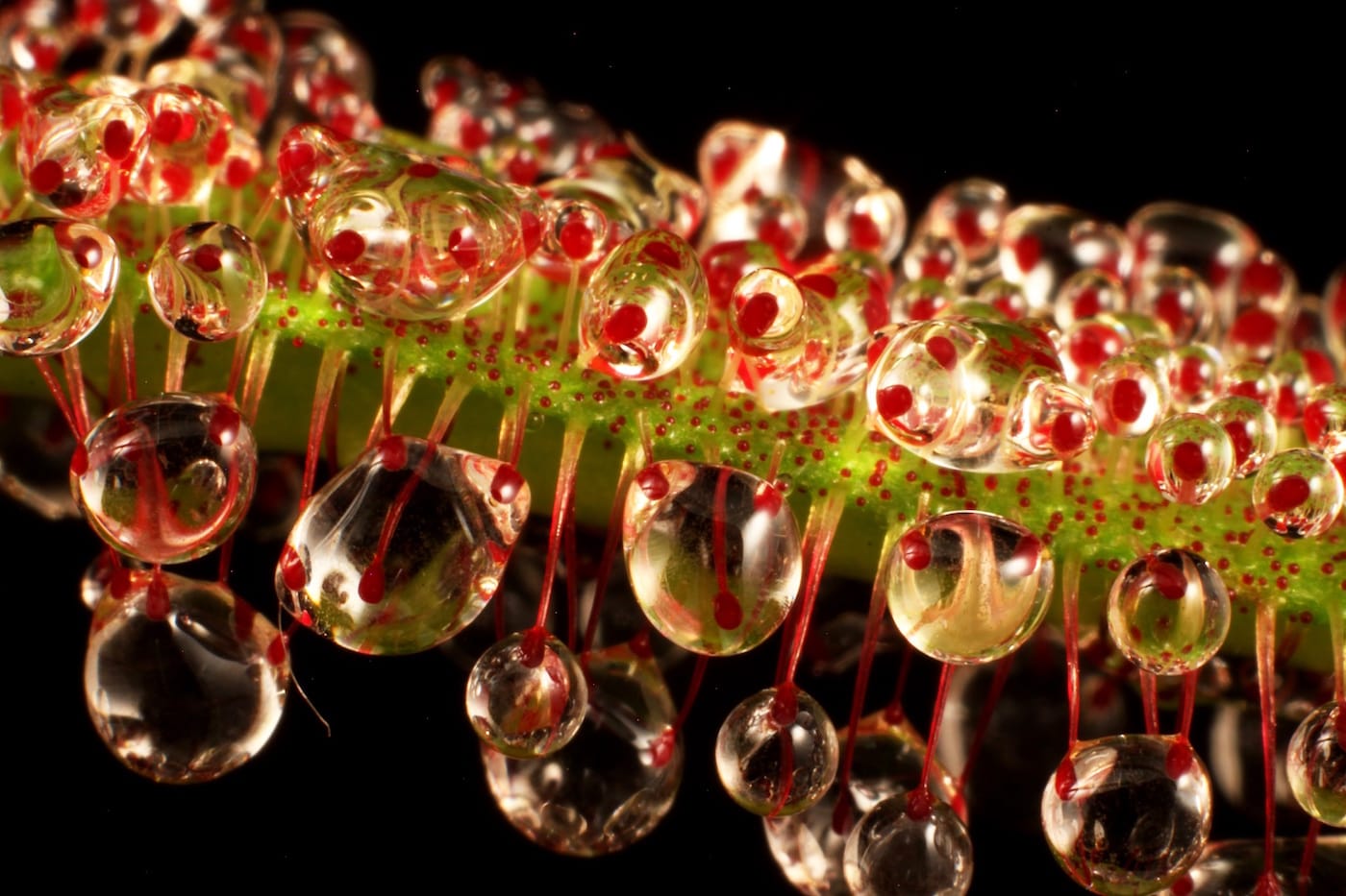 The Sinister Beauty of Carnivorous Plants