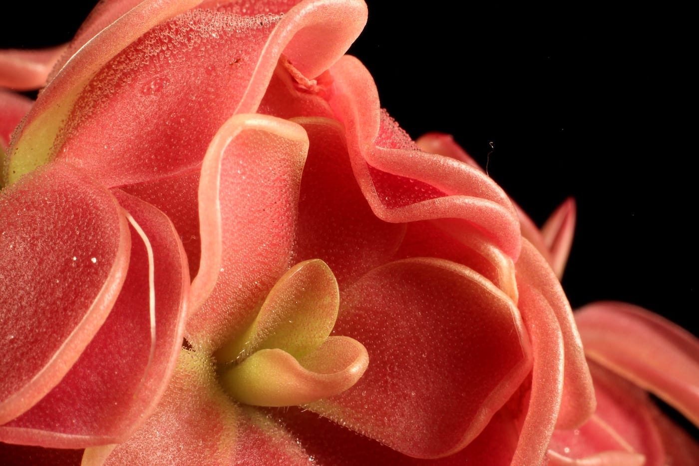 The Sinister Beauty of Carnivorous Plants