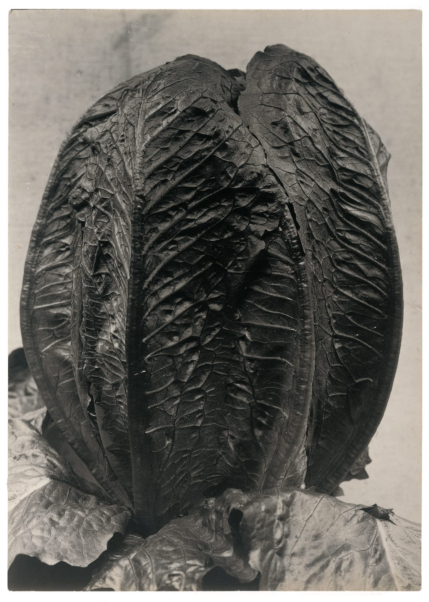 The Plant Kingdoms of Charles Jones