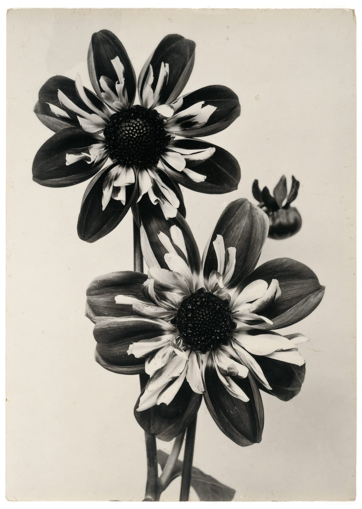 The Plant Kingdoms of Charles Jones