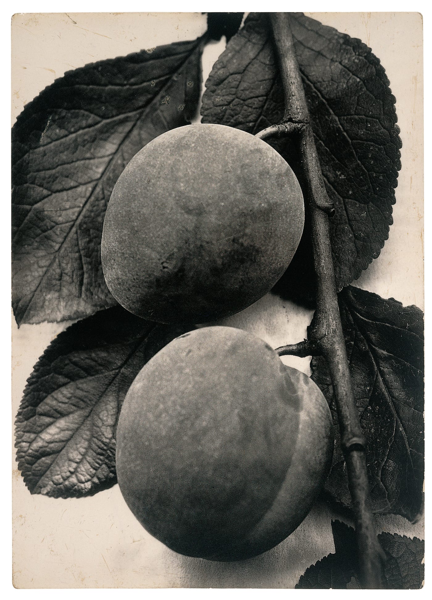 The Plant Kingdoms of Charles Jones