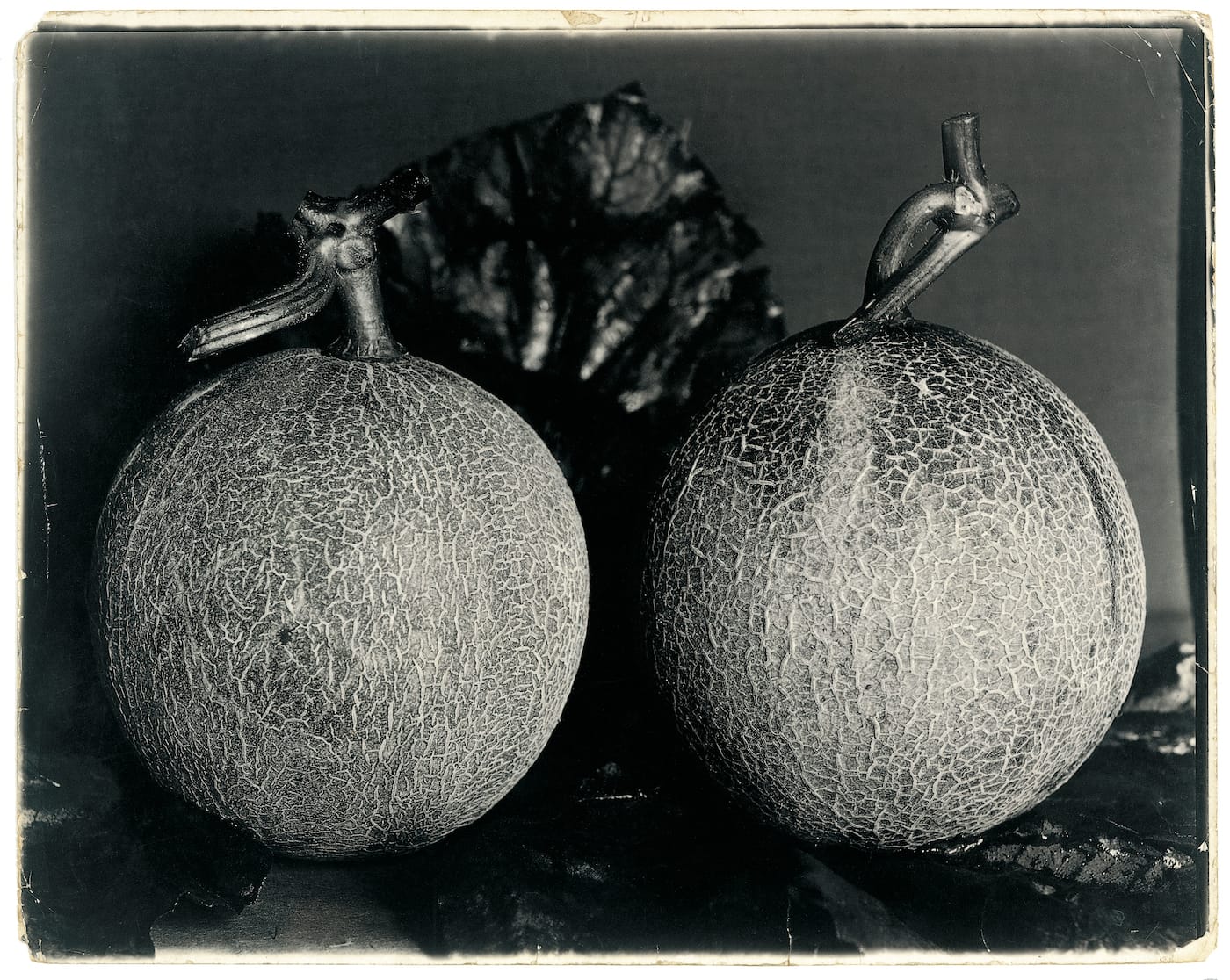 The Plant Kingdoms of Charles Jones