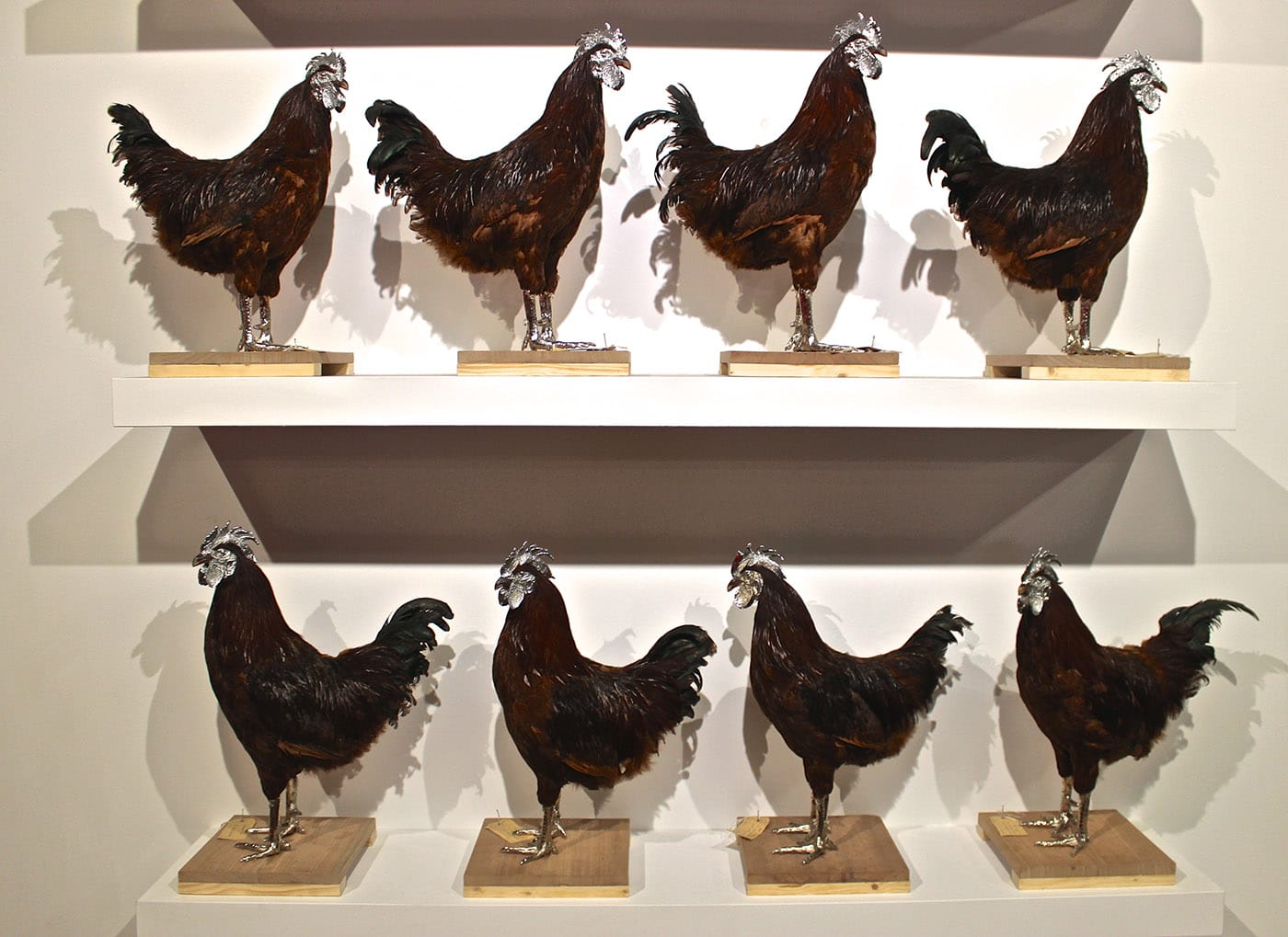 A canonized selection from Vanmechelen's 20-year crossbreeding art and social practice project.