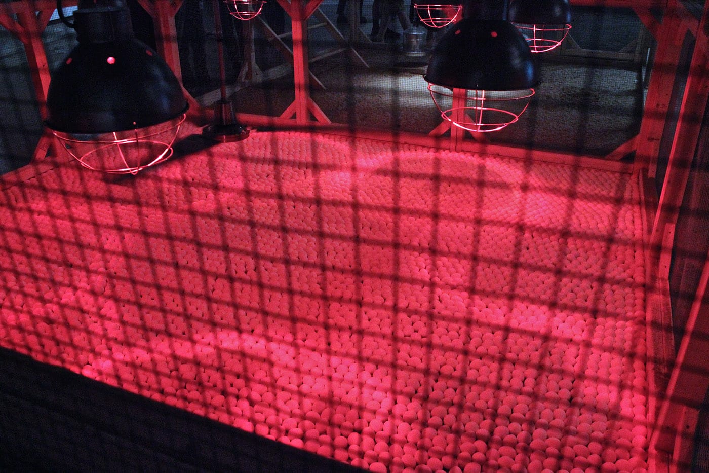 Future chickens of Detroit, Energy/Mass installation view. 