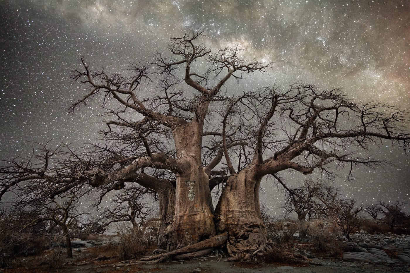 Ancient Skies, Ancient Trees
