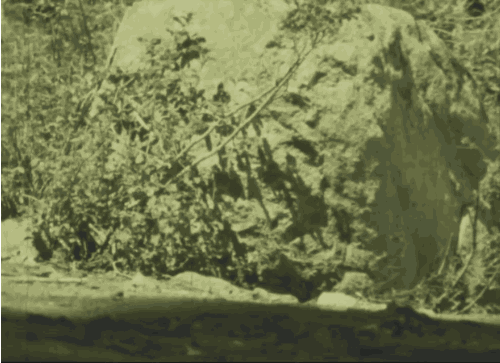 Bear captured in early footage of National Parks (via National Archives/GIPHY)
