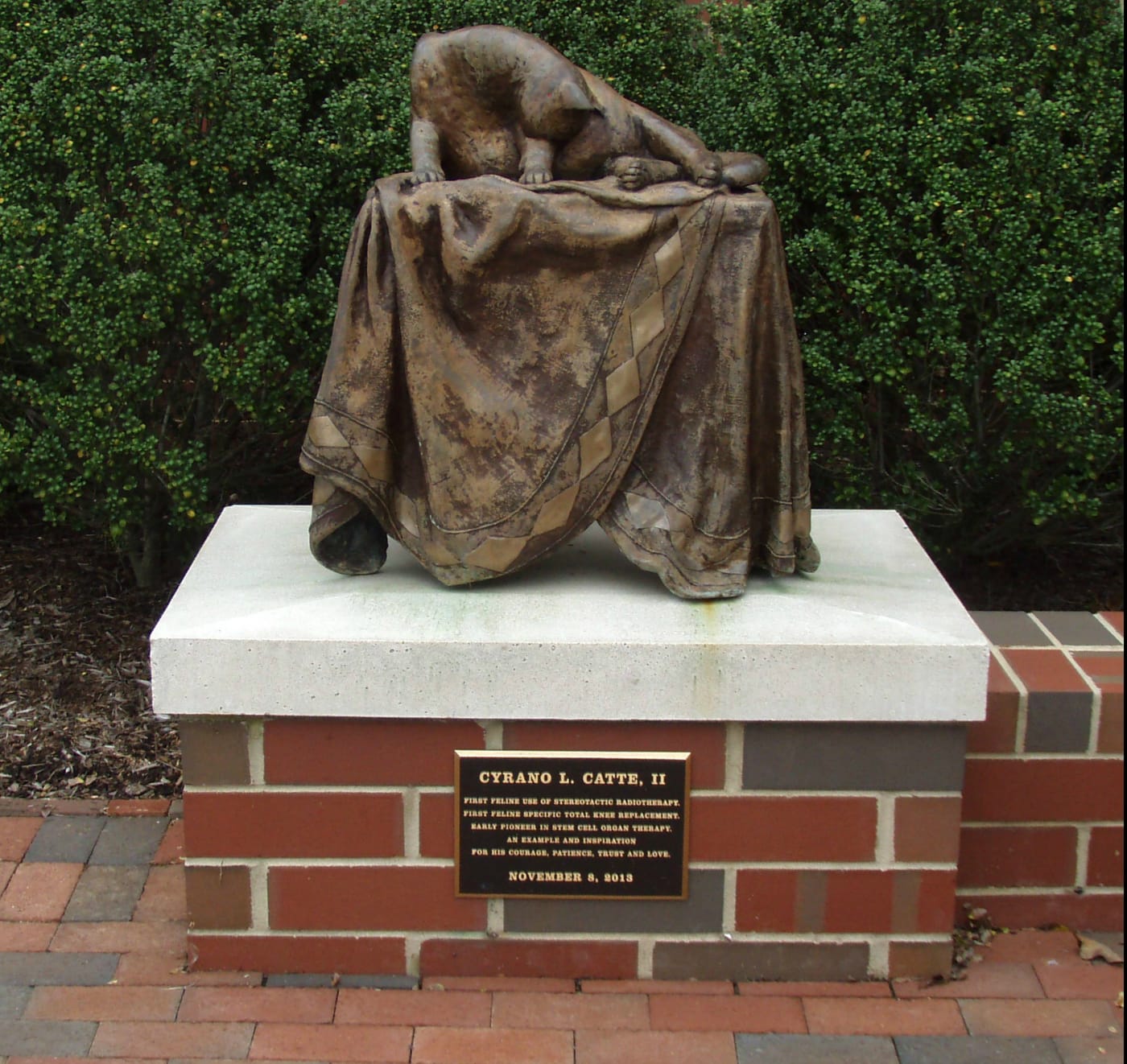"Ratty" the cat state at North Carolina State University (courtesy Sandy Lerner)