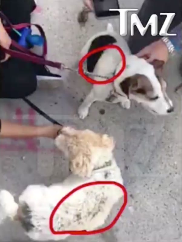 Sean Kelly's dogs after the attack (screenshot by the author via TMZ.com)