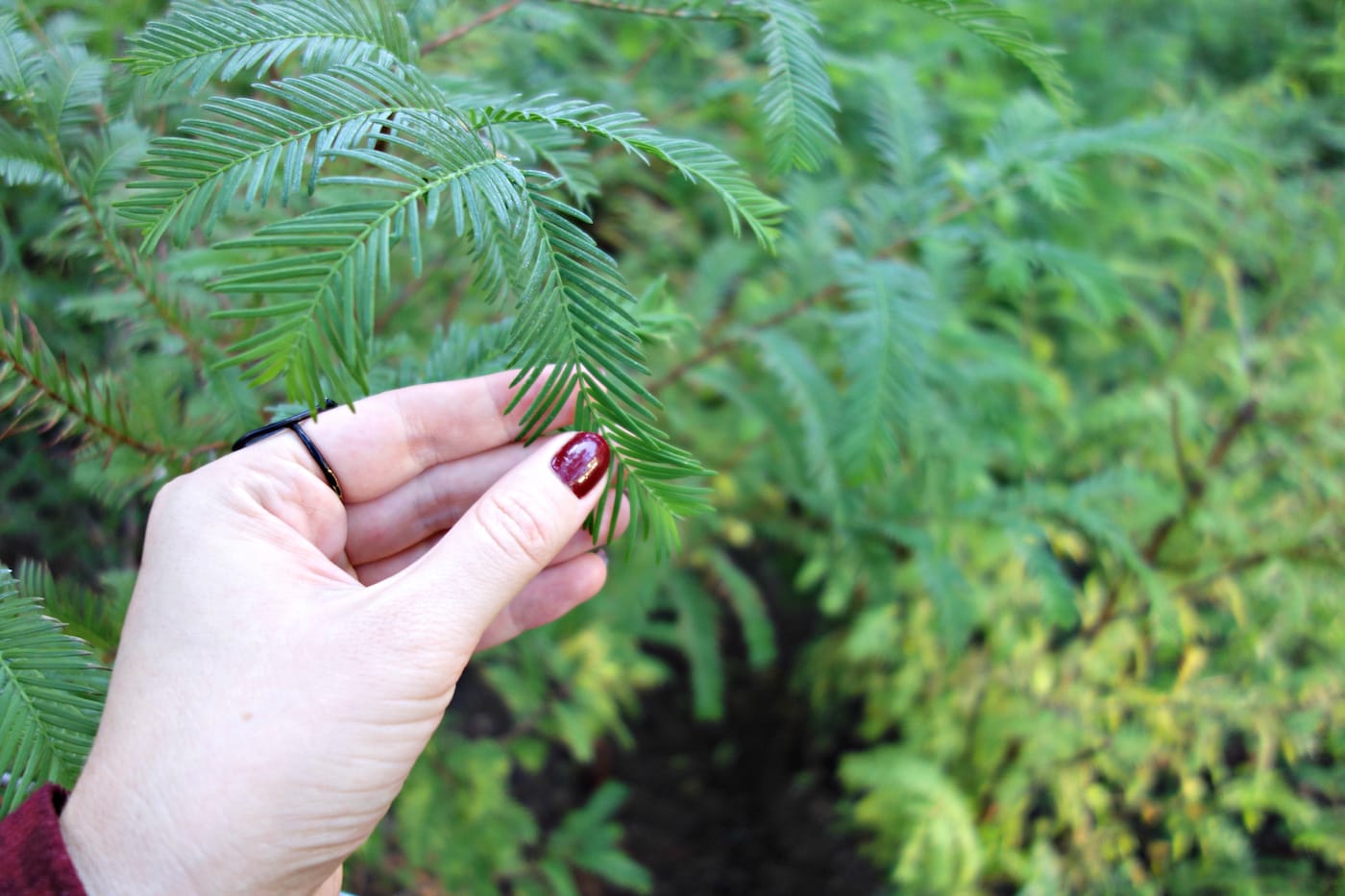 Installation view of 'Spencer Finch: Lost Man Creek' in the Metrotech Commons, Downtown Brooklyn