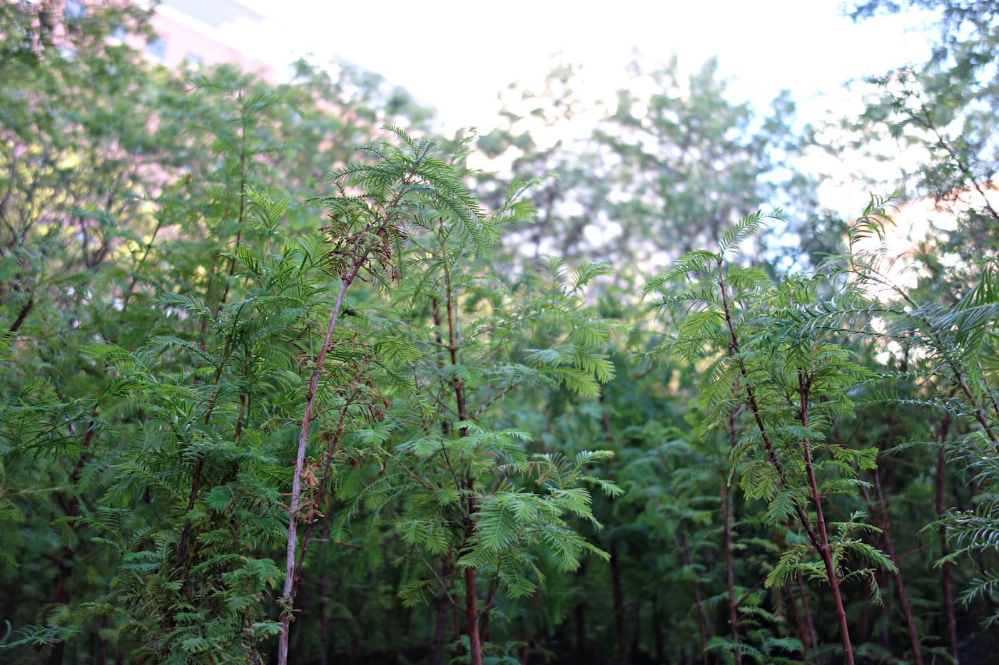 Installation view of 'Spencer Finch: Lost Man Creek' in the Metrotech Commons, Downtown Brooklyn