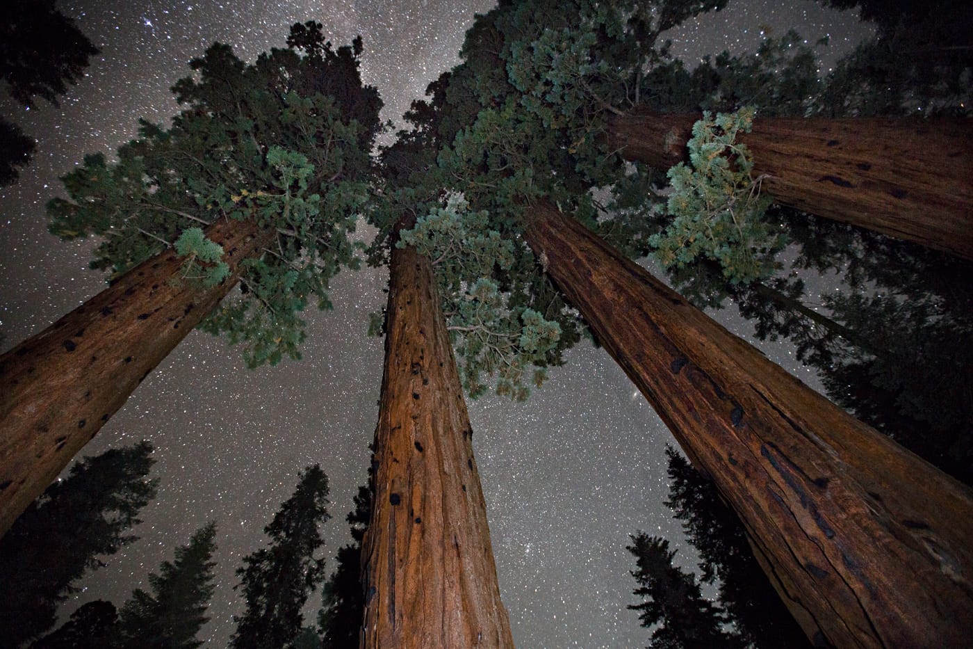 Ancient Skies, Ancient Trees