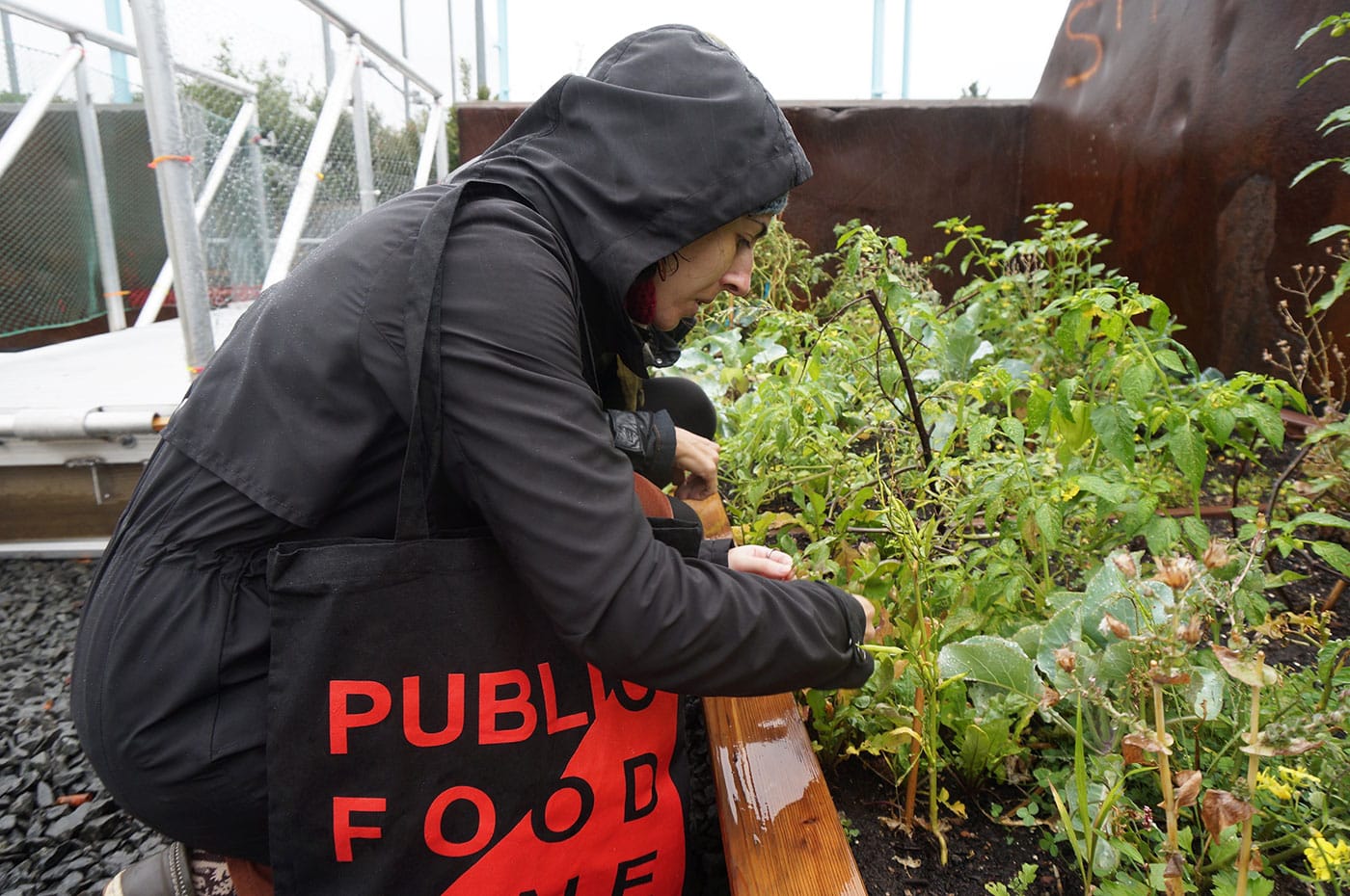 The author picking food on "Swale"