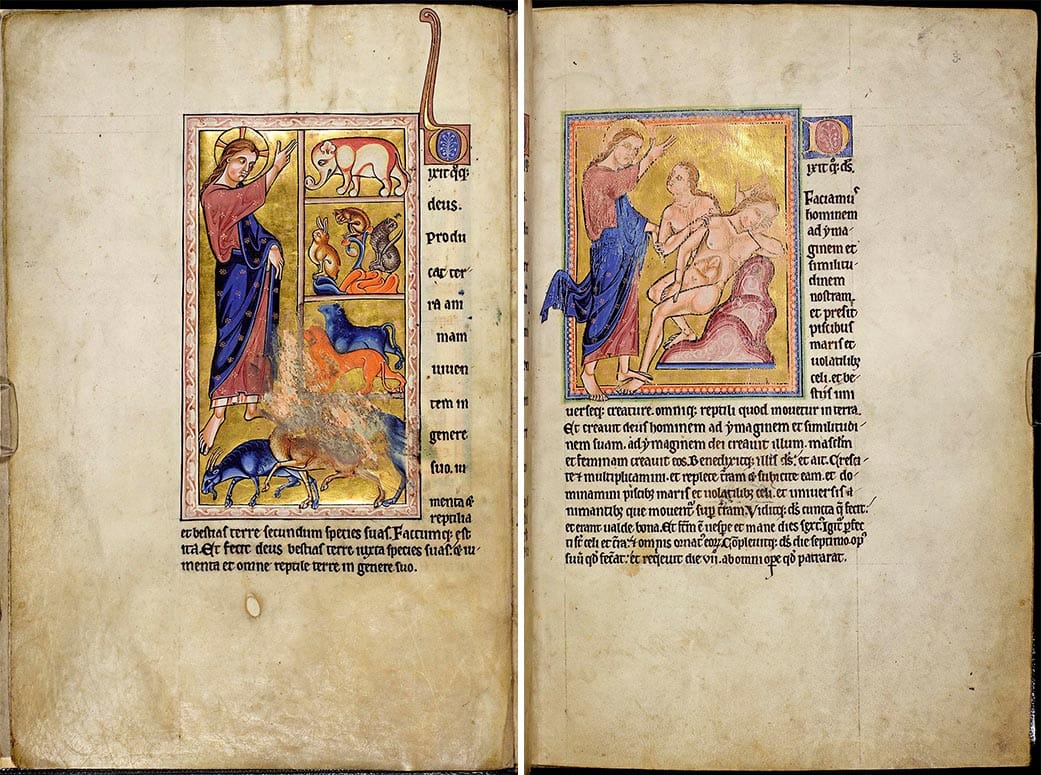 Folios showing the creation of animals and of man (all images courtesy University of Aberdeen)