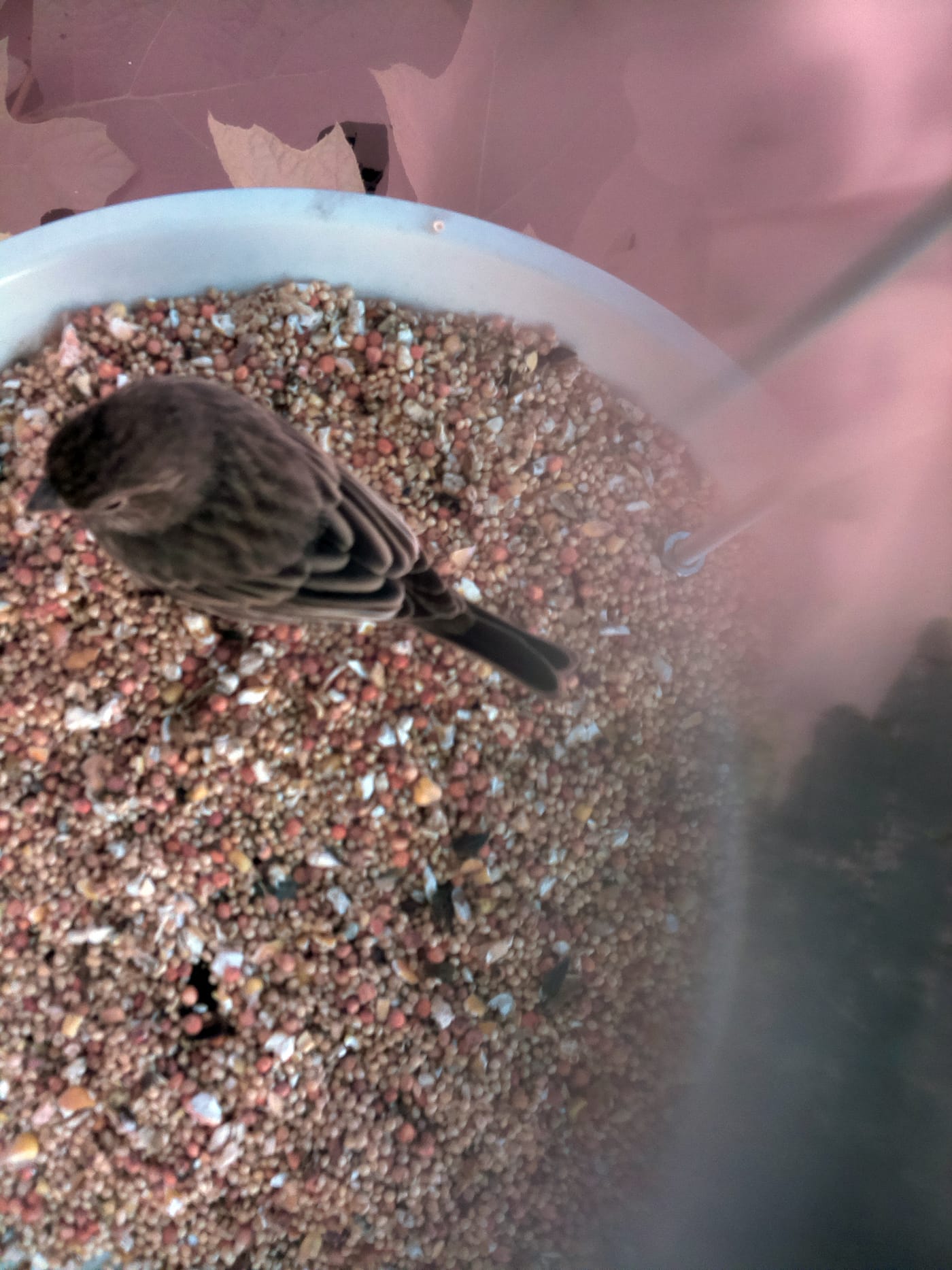 A house sparrow's recent visit to PandoraBird aboard "Swale" at Brooklyn Bridge Park