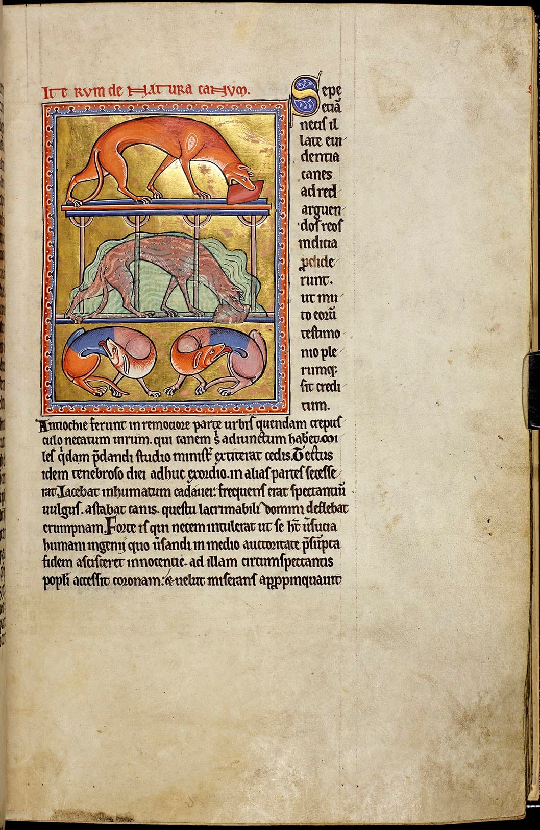 Detail of folio 19r from the Aberdeen Bestiary showing dogs carrying meat and licking their wounds
