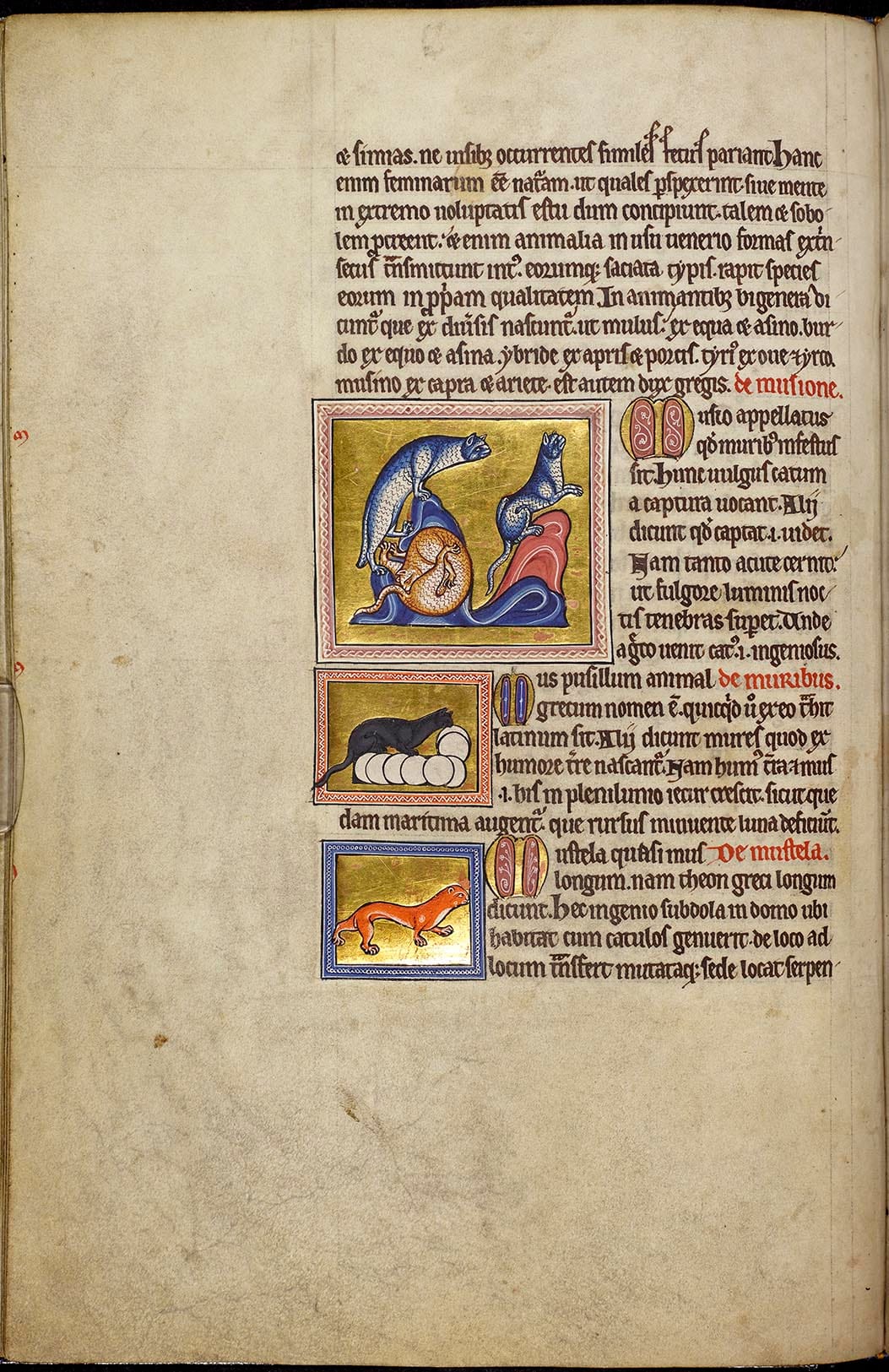 Detail of folio 23v from the Aberdeen Bestiary showing cats, mice, and a weasel