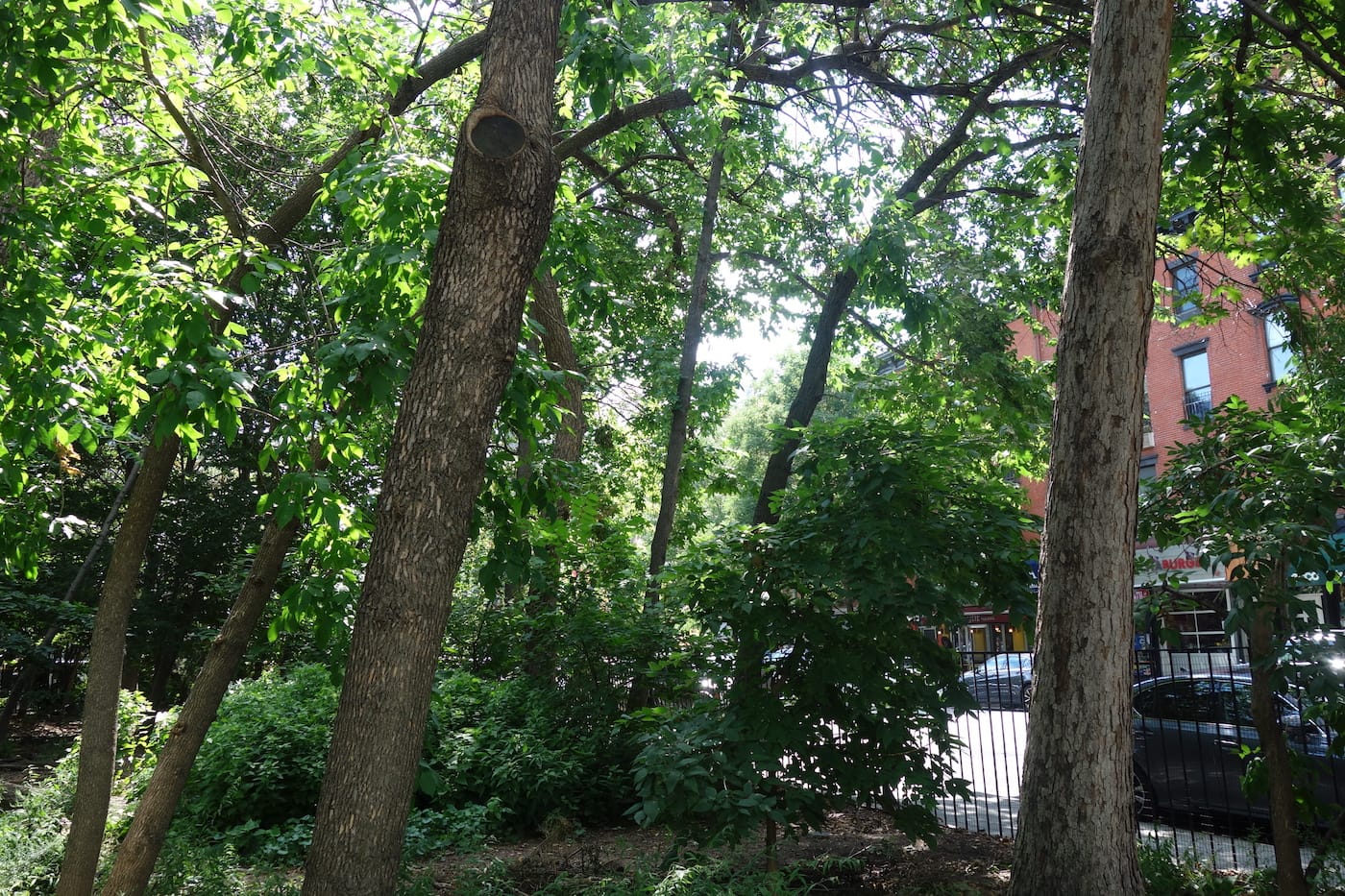 Alan Sonfist's "Time Landscape" at the corner of La Guardia Place and West Houston Street, NYC (photo by the author for Hyperallergic)