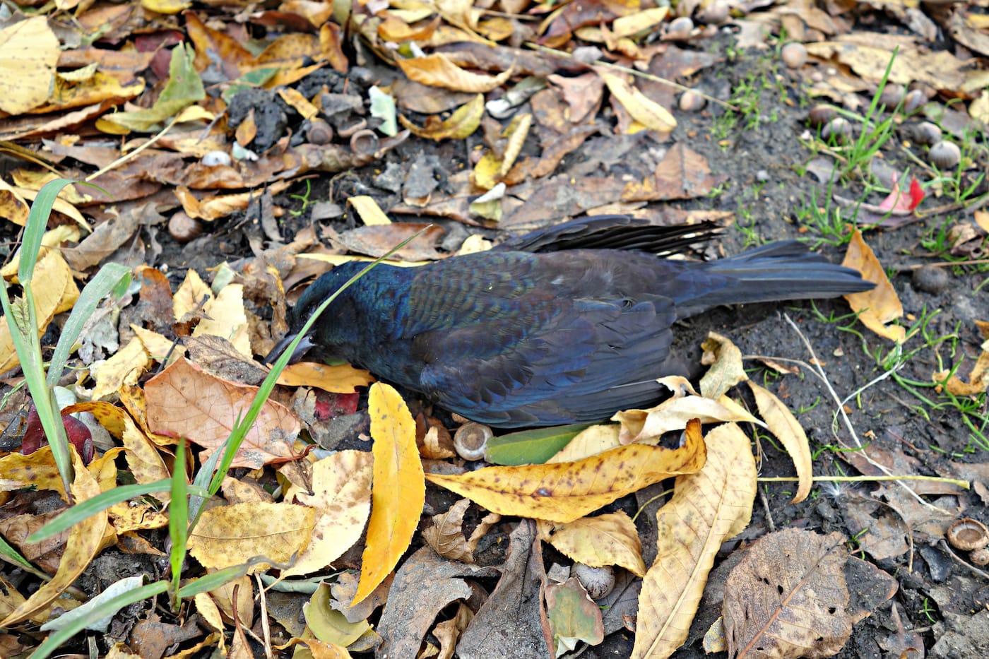 Matthew Jensen's Wonder Walk