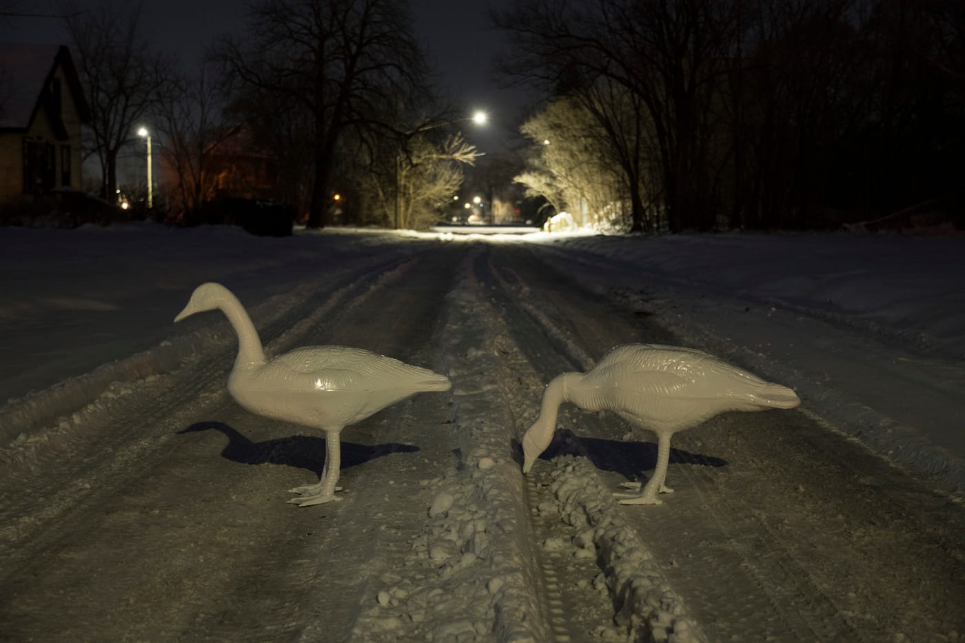 Make way for goslings. (image by Jon DeBoer)