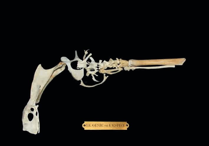 Wolfgang Paalen, "Le Génie de l’espèce (os formant un pistolet)" (1938), bone, Colección Fundación Wolfgang e Isabel Paalen Comodato en Franz Mayer (© Museo Franz Mayer, Mexico)