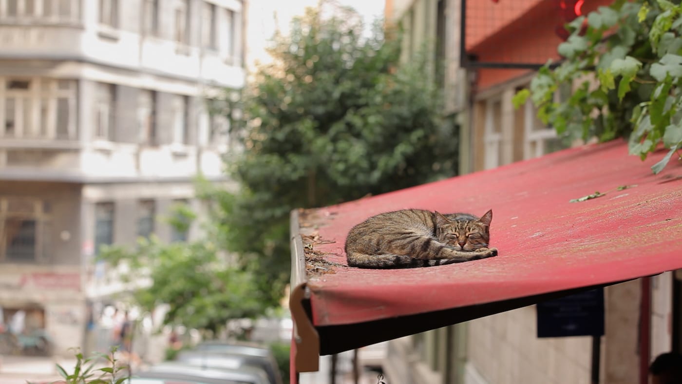 Still from Kedi (2016), directed by Ceyda Torun
