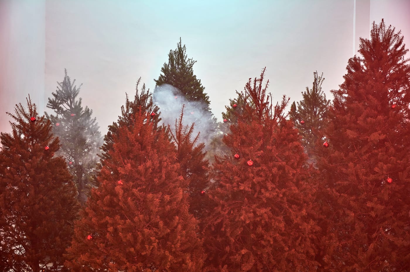 Willy Kautz, "Ver la madera por el árbol" (2016), pine trees, fog machine, and light, dimensions variable