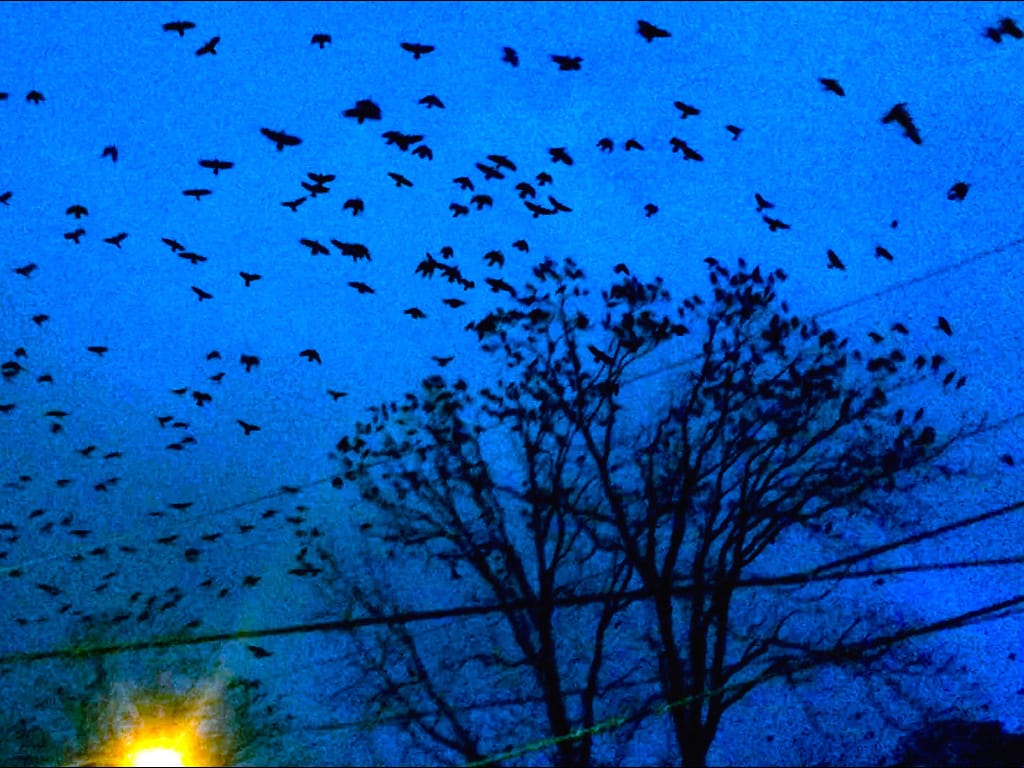 Cauleen Smith, "Crow Requiem" (2015, still) (image courtesy the artist)