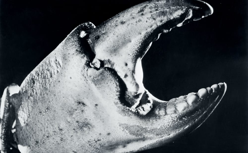 Resurfacing the Work of a Filmmaker Who Was Obsessed with the Underwater World