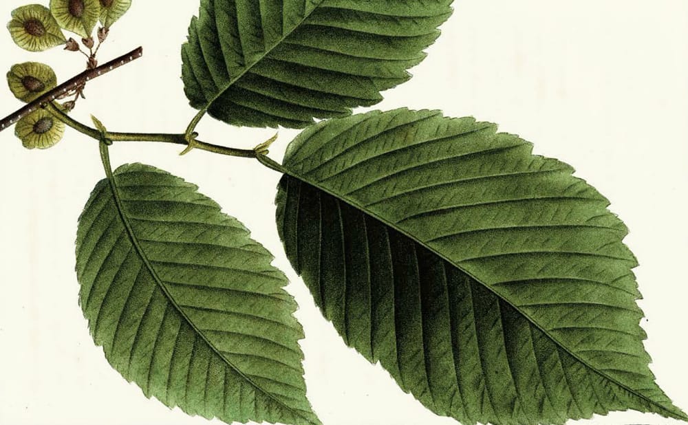 Rediscover a 19th-Century Compendium of North American Trees