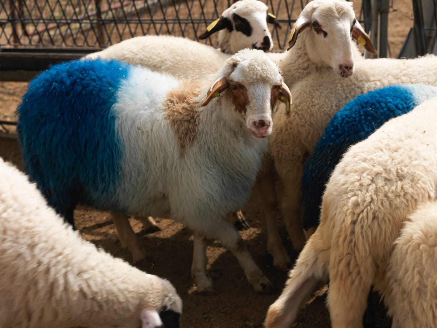 Aboubakar Fofana, "Ka touba Farafina yé" ("Africa blessing," 2017), 54 lambs, the African continent, indigo, pasture, and people, Agricultural University of Athens, Athens, Documenta 14 (photo by Stathis Mamalakis, courtesy Documenta 14)