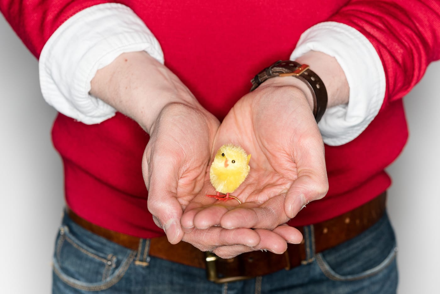 "Synthetic yellow chick," David Cahill Roots (36 years old) (courtesy Wellcome Collection)