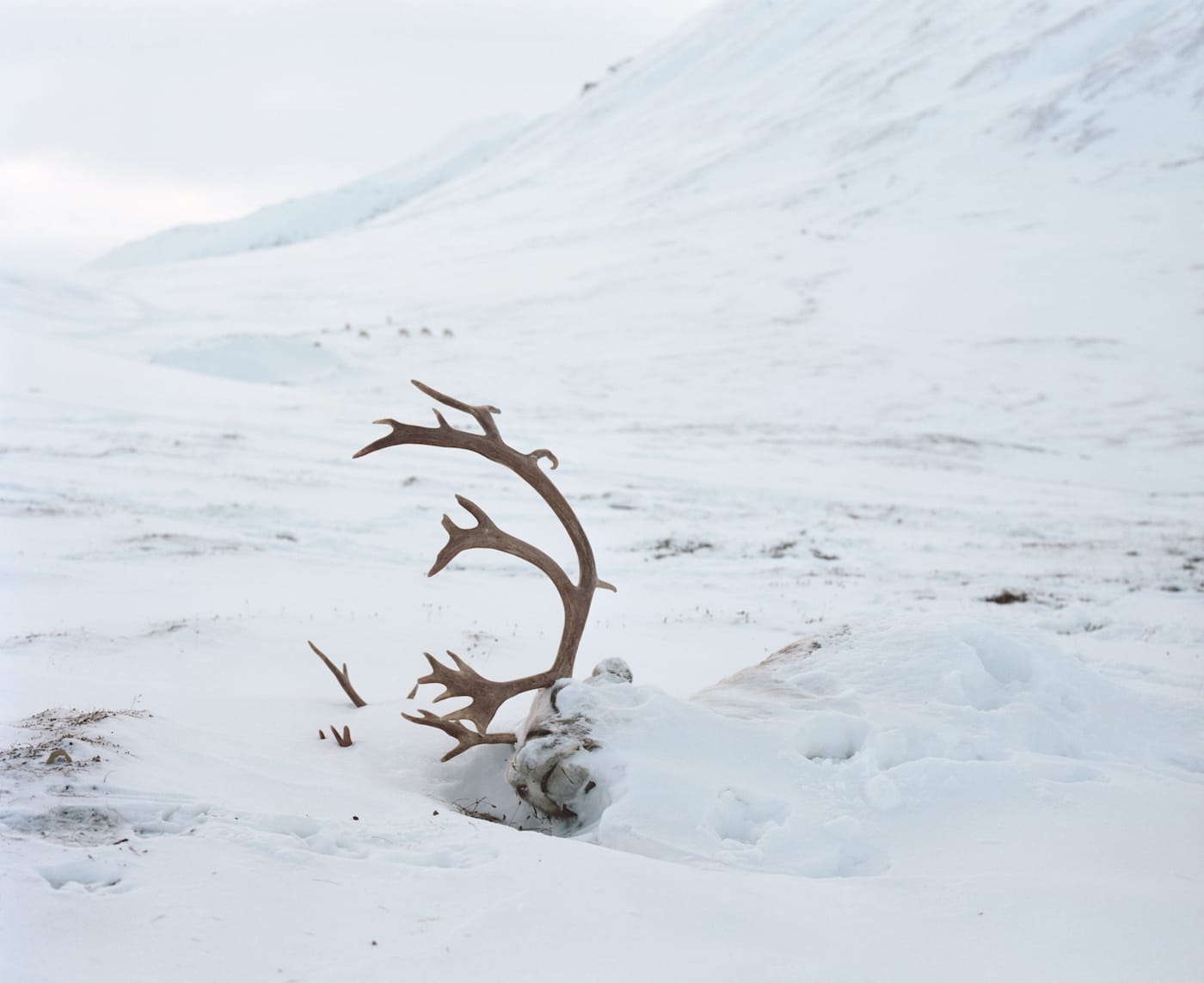 Julia de Cooker, "Dead Reindeer" from <em>Svalbard – An Arcticficial Life</em> (© Julia de Cooker)