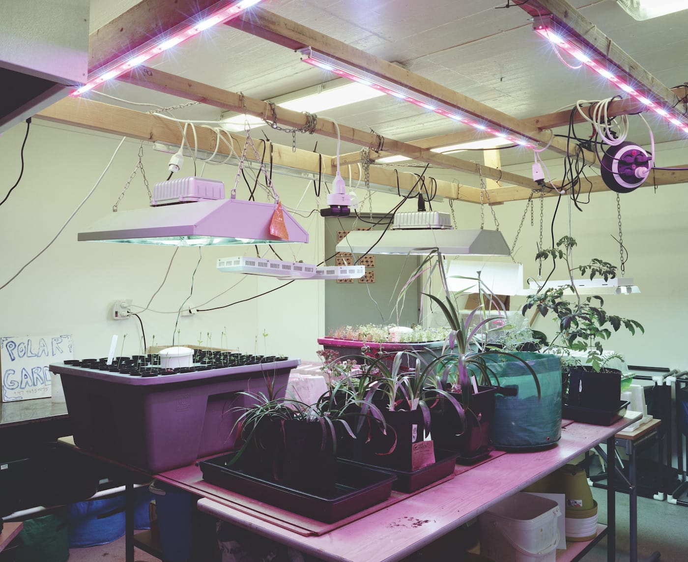 Julia de Cooker, "Polar Garden" from <em>Svalbard – An Arcticficial Life</em> (© Julia de Cooker)