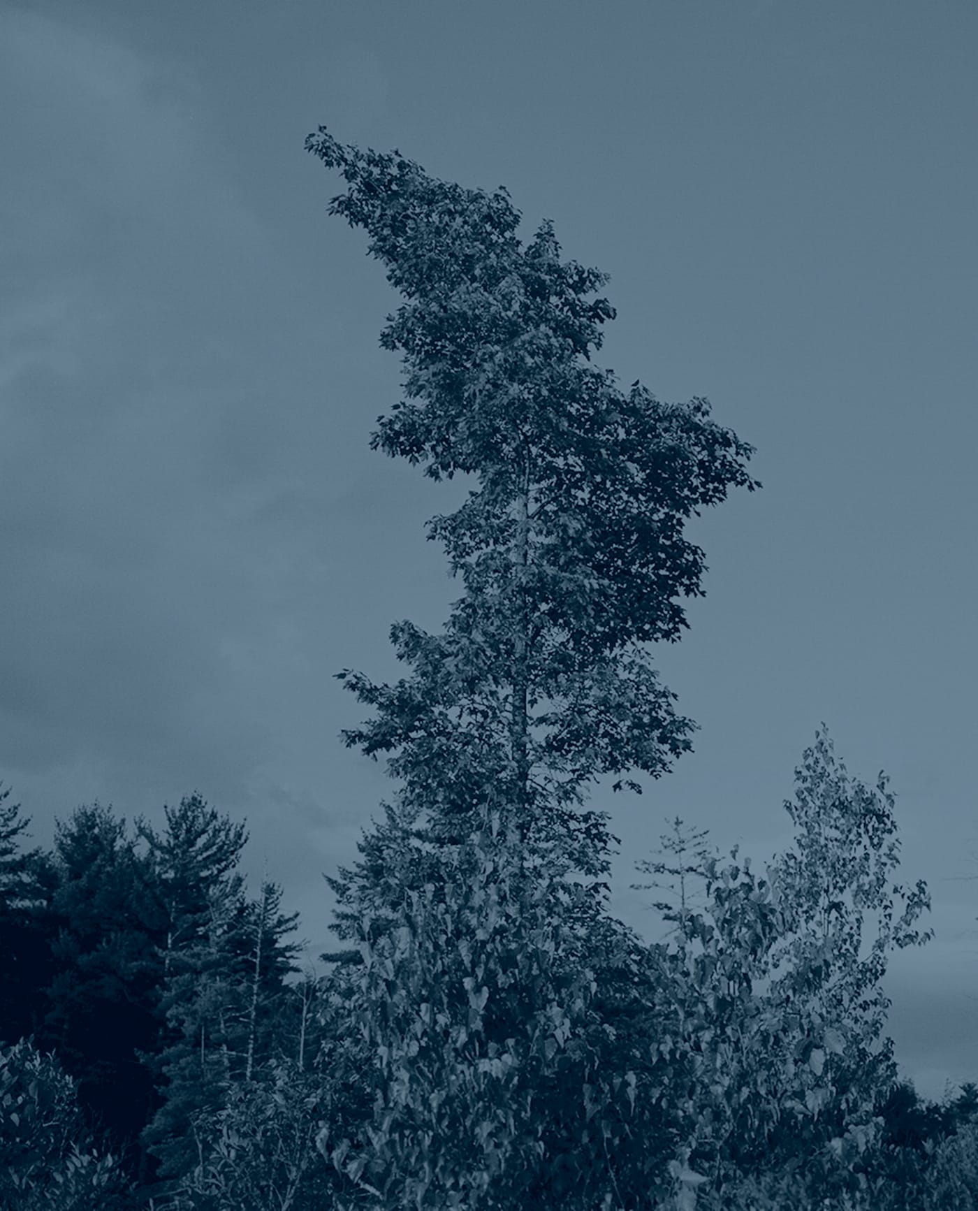 The Disappearance of Joseph Plummer