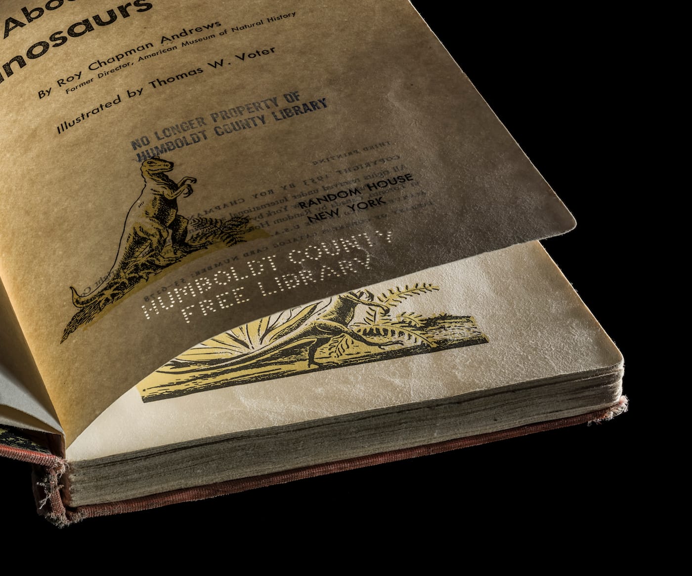 Kerry Mansfield, Expired (courtesy the artist)