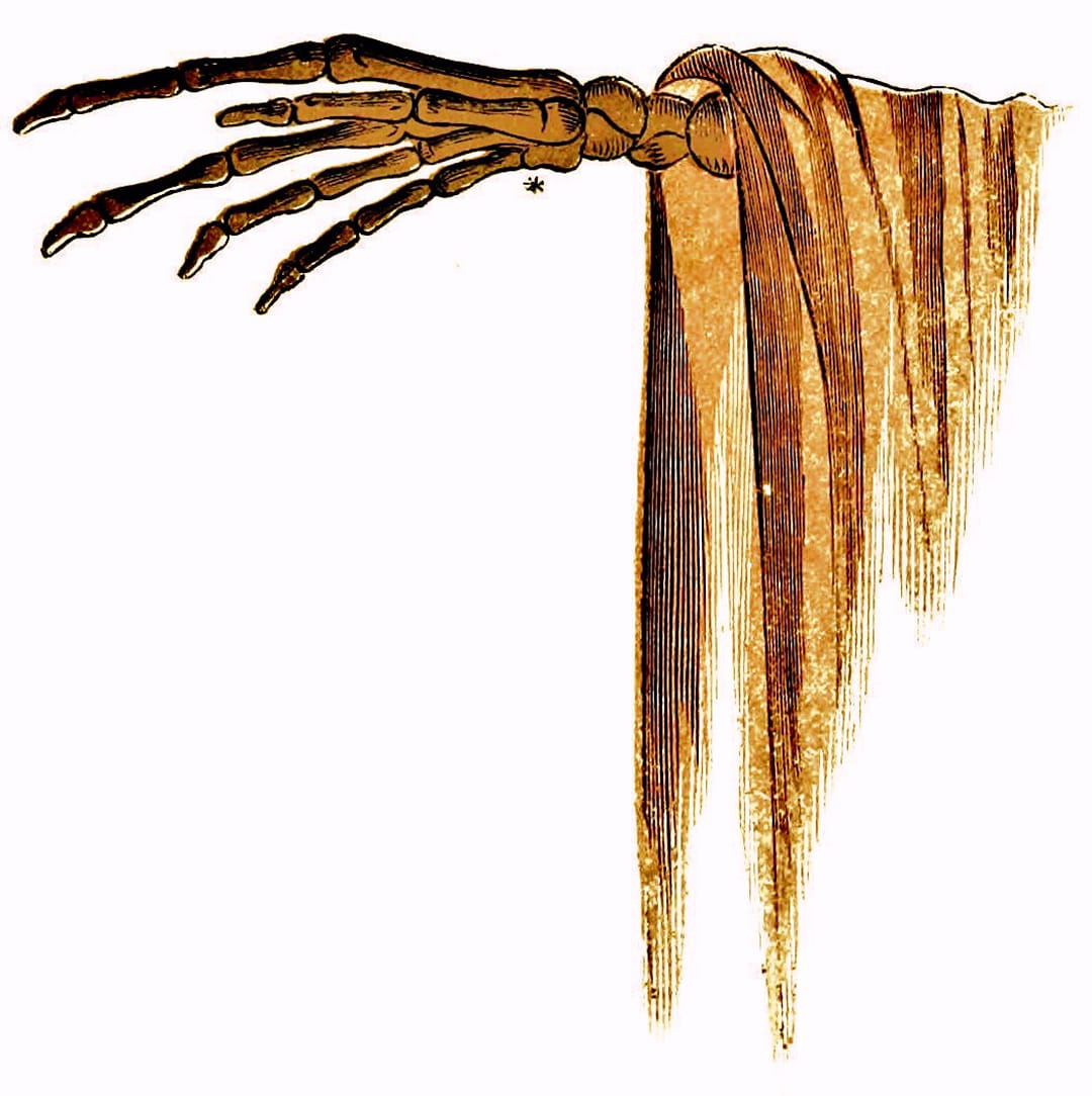 Illustration from Spectropia, or, surprising spectral illusions showing ghosts everywhere and of any colour by J. H. Brown (1864) (via Wikimedia)