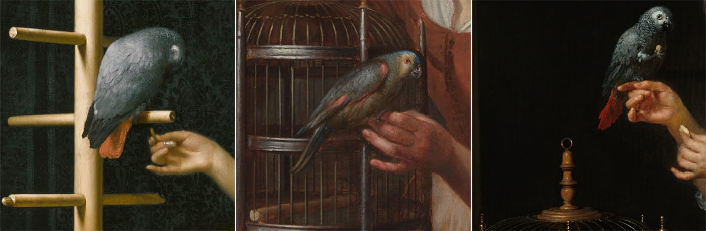 Detail of the parrots in Frans van Mieris, "Woman Feeding a Parrot" (1663); Gerrit Dou, "Woman with a Parrot" (1660–65); Caspar Netscher, "A Woman Feeding a Parrot, with a Page" (1666) (© The Leiden Collection and National Gallery of Art)