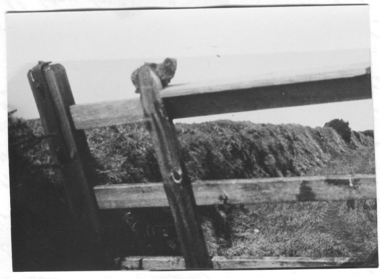 Alleged photograph of Gef, showing him "in distinctly cat-like form" (May 1936) from <em>Gef!: The Strange Tale of an Extra-special Talking Mongoose</em> (courtesy Strange Attractor)